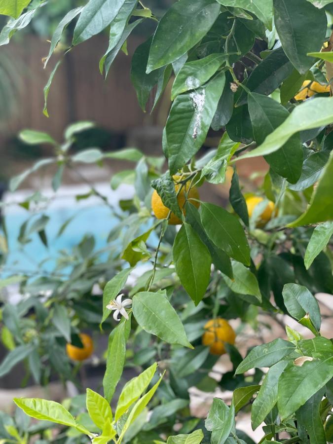 Maison Dans Les Arbres, Spa, Tennis, Parking * Nimes